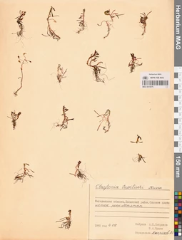 MAG 0015079