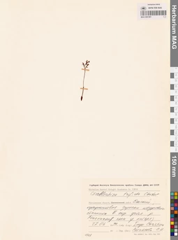 MAG 0001901