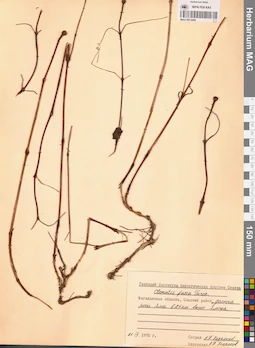 MAG 0013086