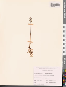 MAG 0001902