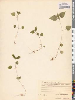 MAG 0015058