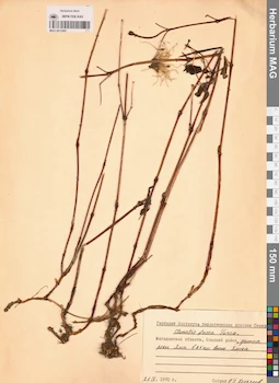 MAG 0013087