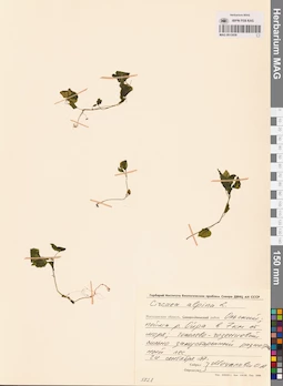 MAG 0015059