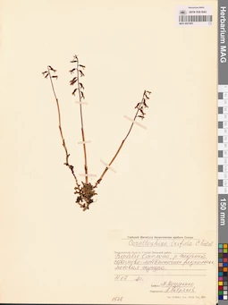 MAG 0001905