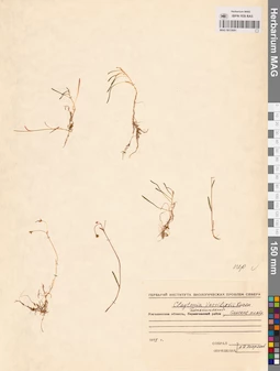 MAG 0015081