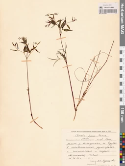 MAG 0013088