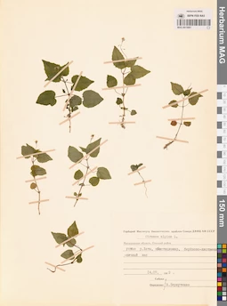MAG 0015061
