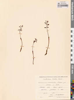 MAG 0001907