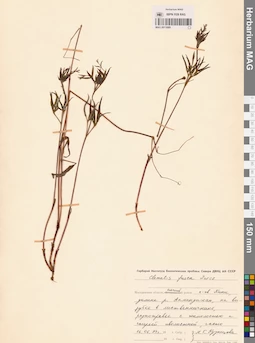 MAG 0013089