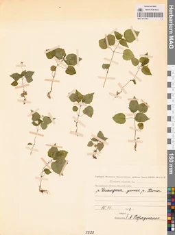 MAG 0015062