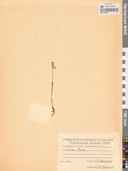 MAG 0001908