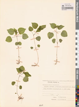 MAG 0015063