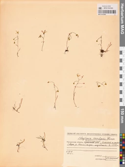 MAG 0015084