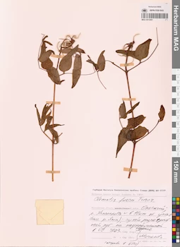 MAG 0013091