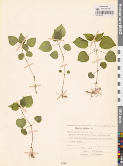 MAG 0015064