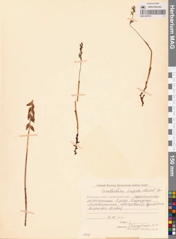 MAG 0001910