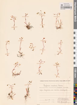 MAG 0015085