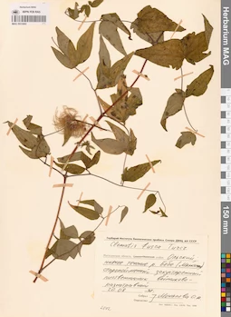 MAG 0013092