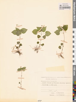 MAG 0015065