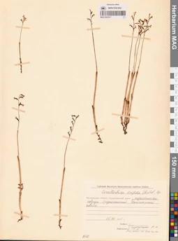 MAG 0001911