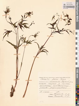 MAG 0013093