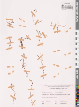 MAG 0015087