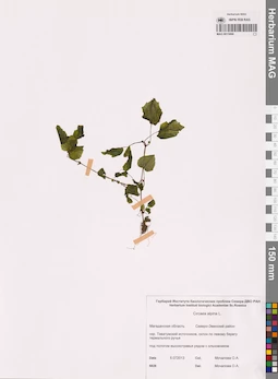 MAG 0015066
