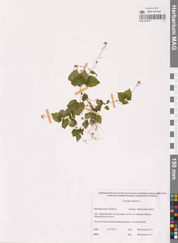 MAG 0015067