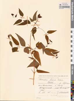 MAG 0013094