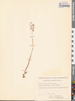 MAG 0001913