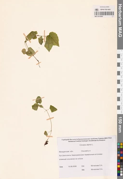 MAG 0015069
