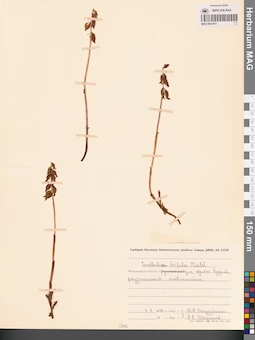MAG 0001914