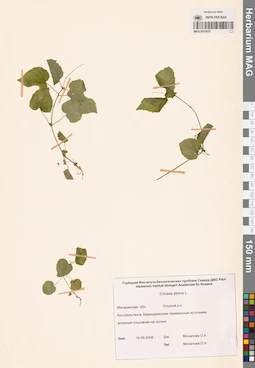 MAG 0015070