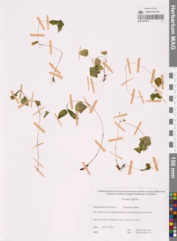 MAG 0015071