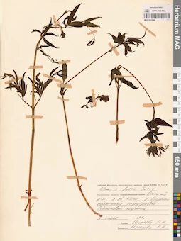MAG 0013096