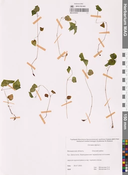 MAG 0015072