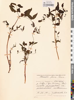 MAG 0013097