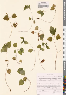 MAG 0015075