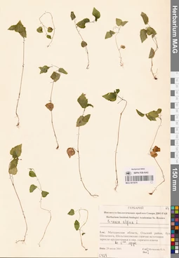 MAG 0015076