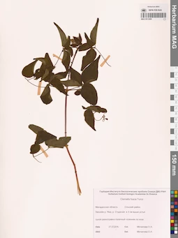 MAG 0013098