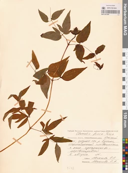 MAG 0013099