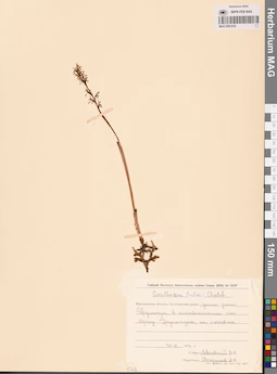 MAG 0001918