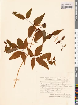 MAG 0013100