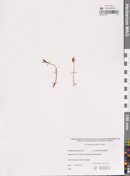 MAG 0012778