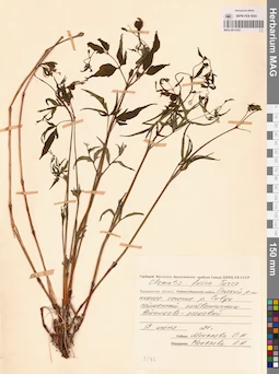 MAG 0013101