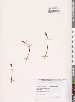 MAG 0014325