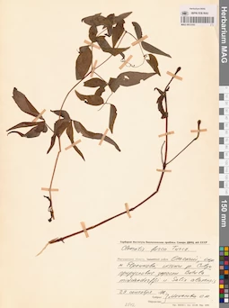 MAG 0013103
