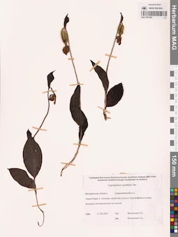 MAG 0001605