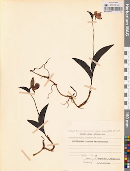 MAG 0001611