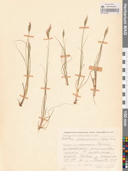 MAG 0012952